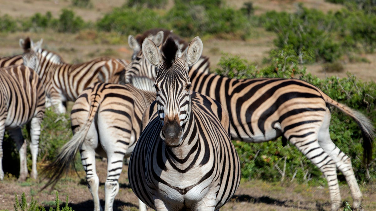 Zebras at Shamwari Private Game Reserve
