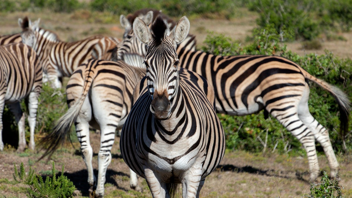 Zebras at Shamwari Private Game Reserve