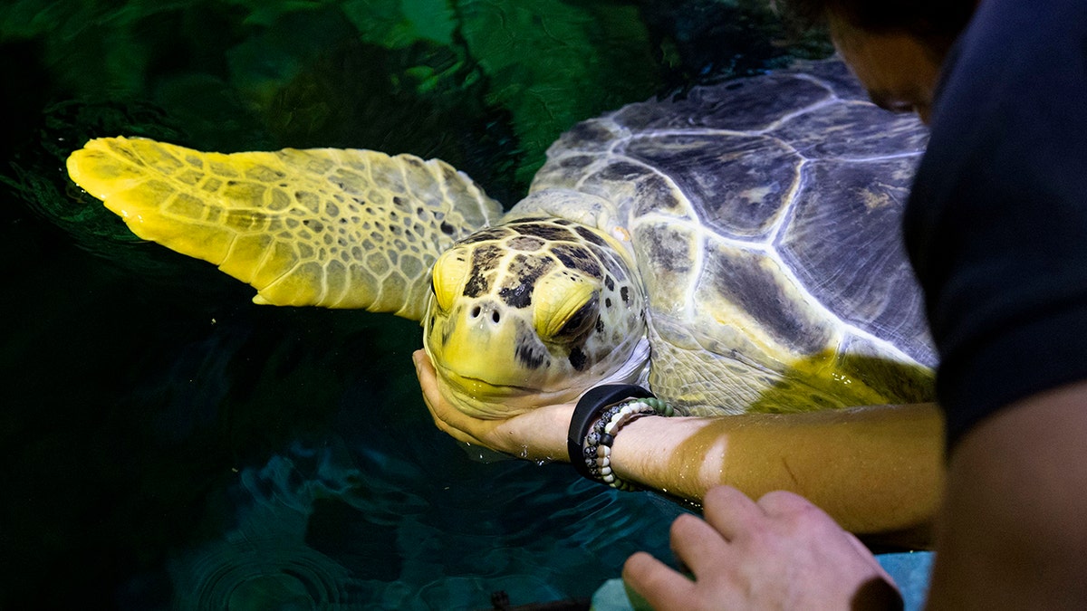 sa turtle at chicago aquarium