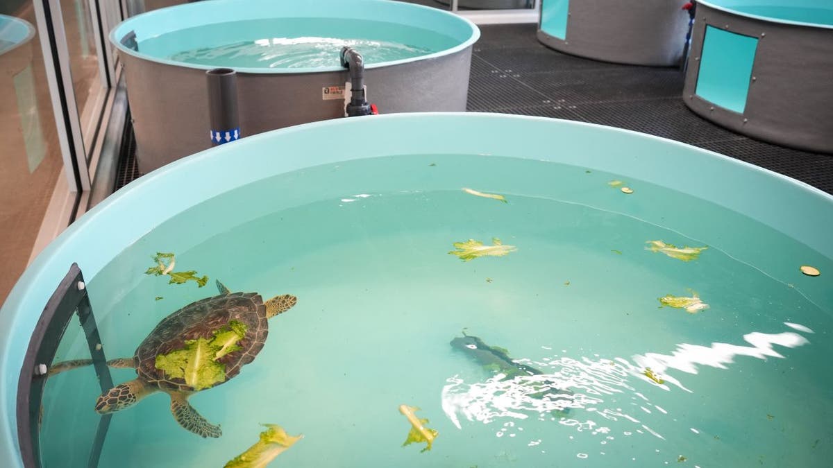 Rescued turtle in pool