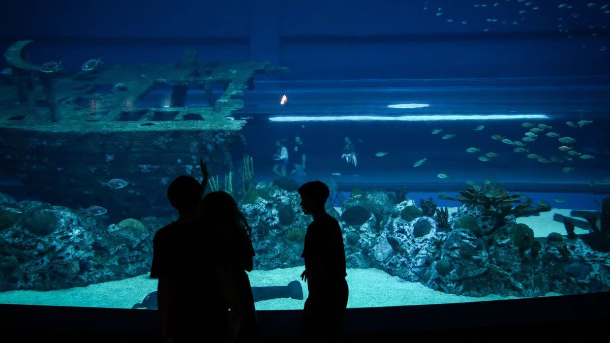 Children looking at fish tank