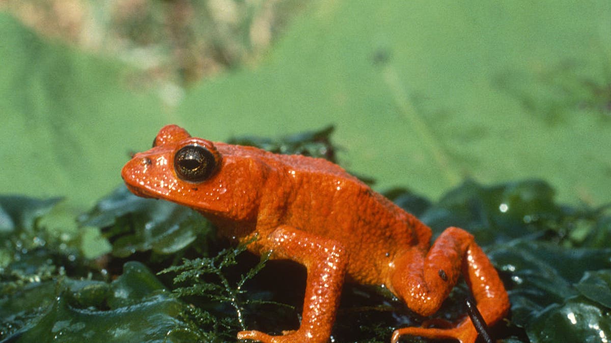 Golden toad