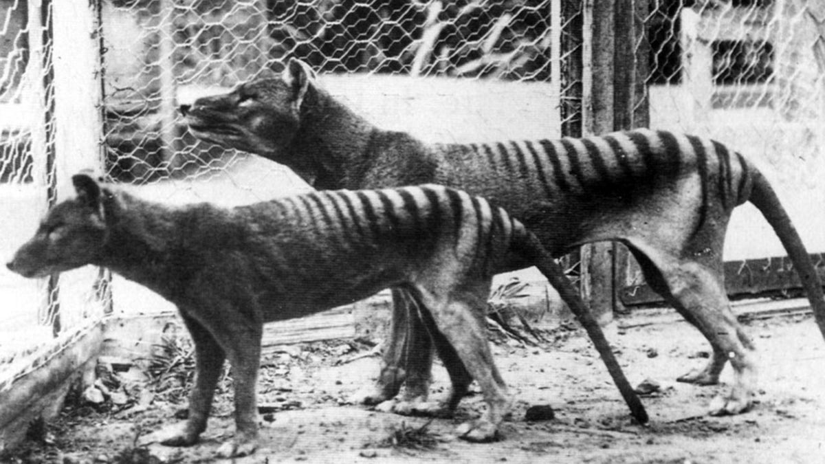 The now extinct, Tasmanian Tiger