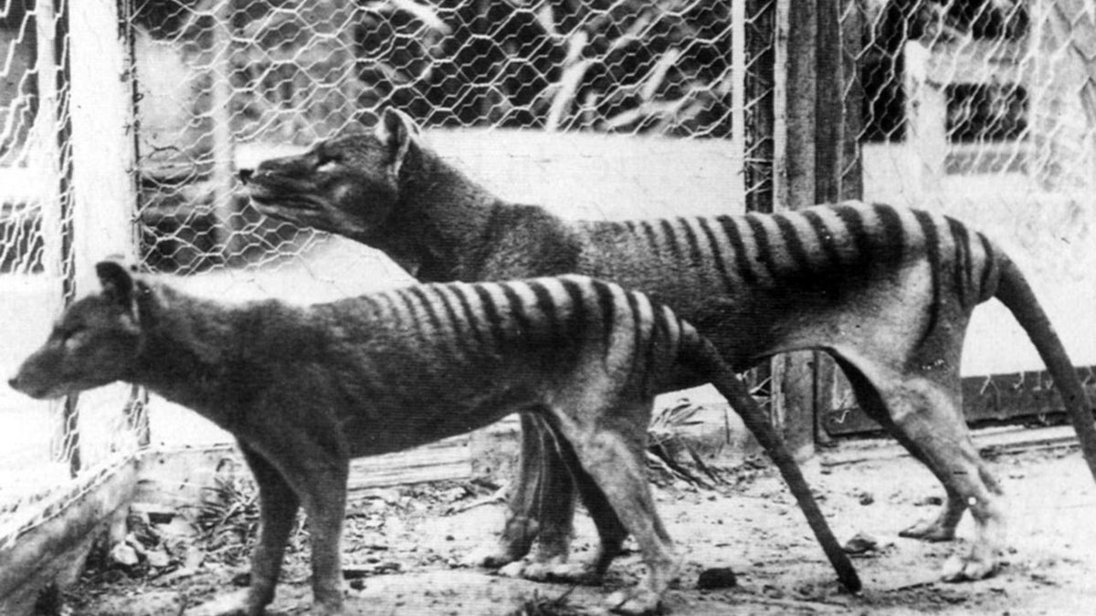 The now extinct, Tasmanian Tiger