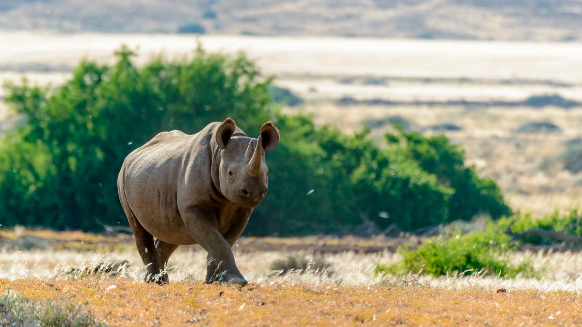 South Western Black Rhinoceros