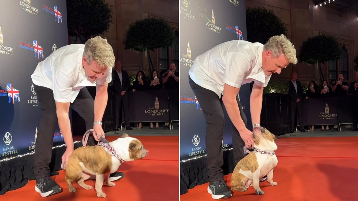 Gordon Ramsay with a bulldog on red carpet
