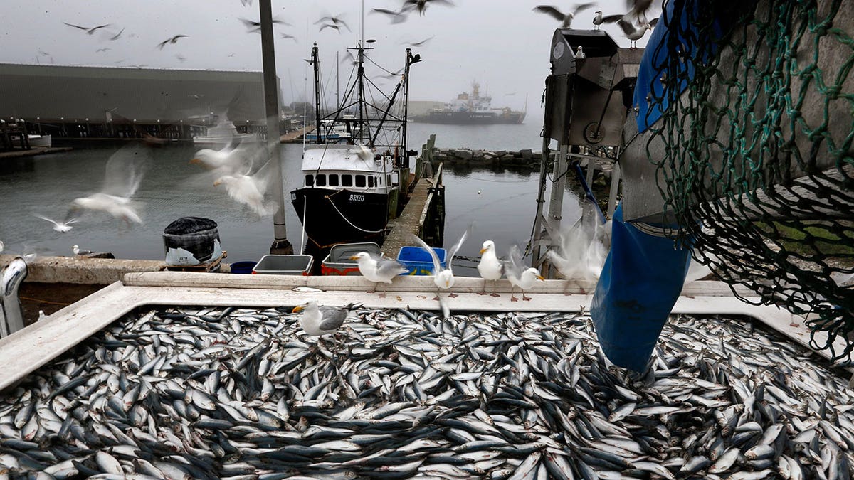 Herring unloaded