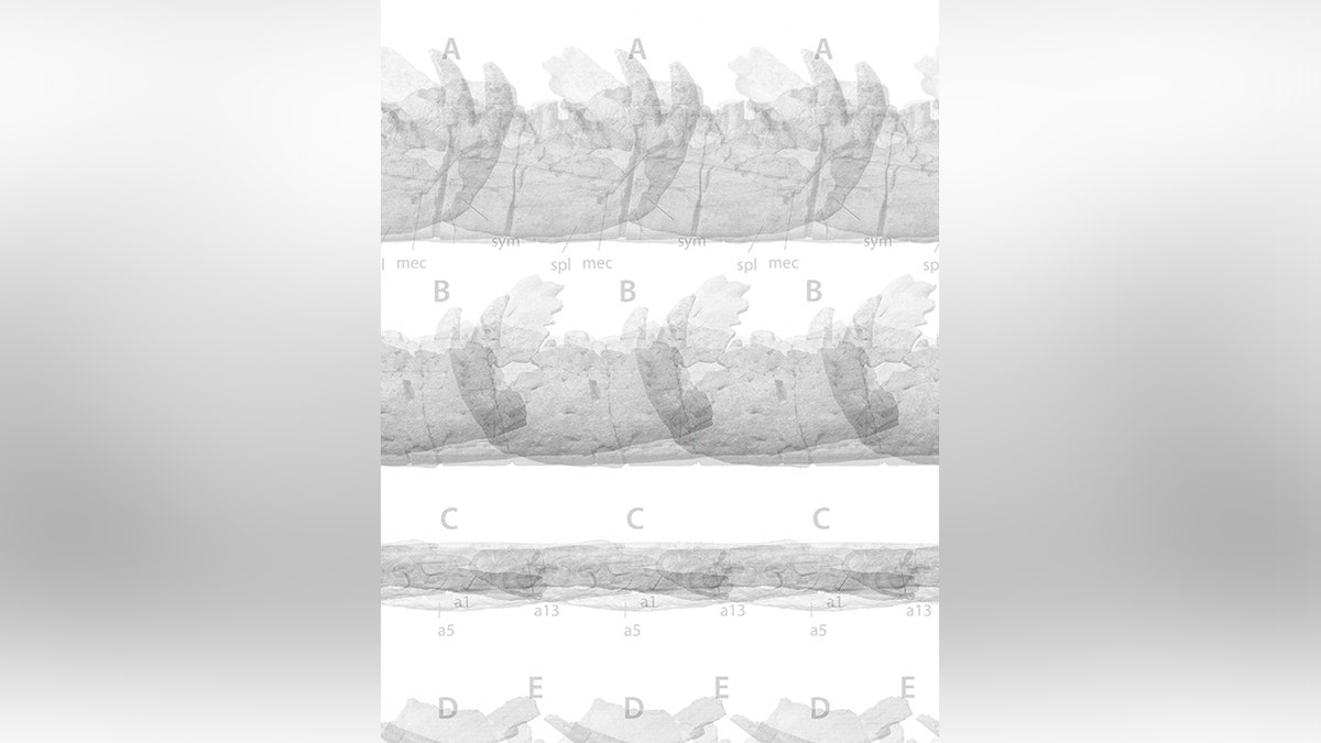 jawbone of Tyrannosaurus mcraeensis