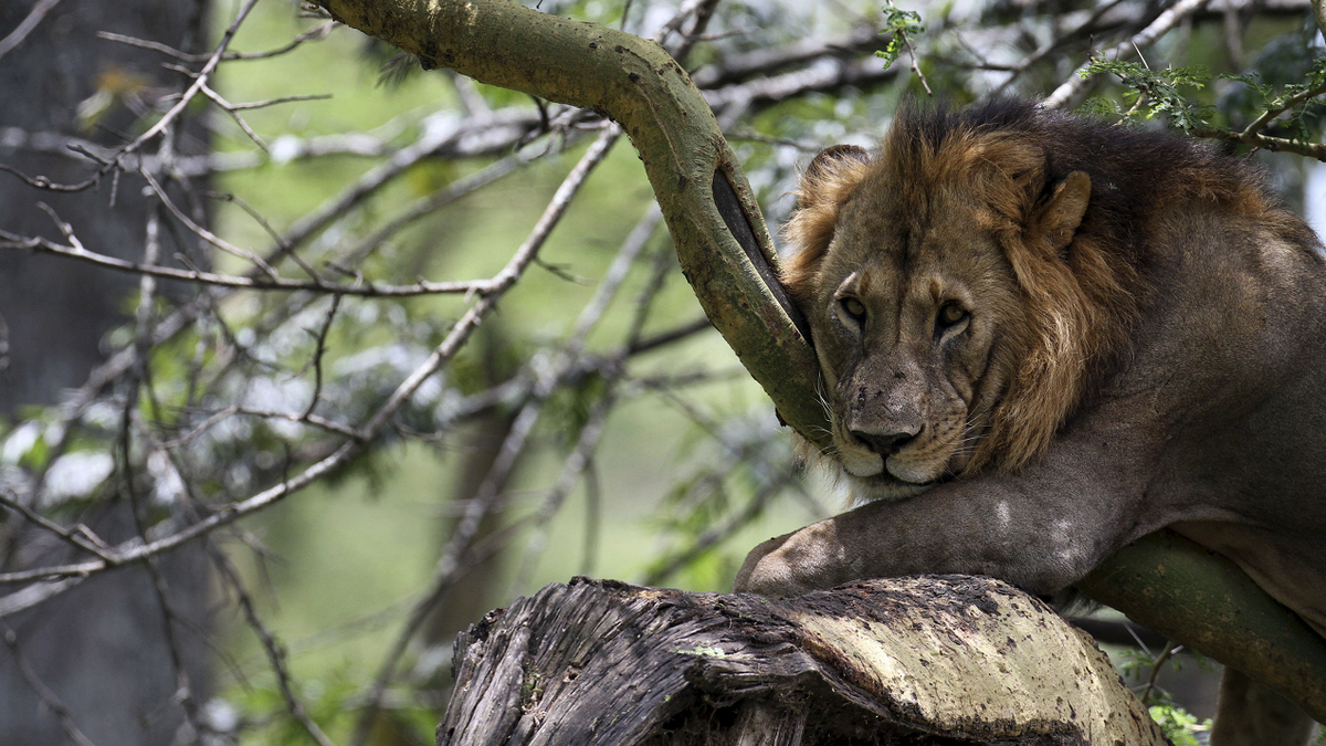 Lion in Kenya
