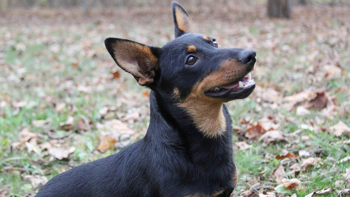 Smiling Lancashire heeler