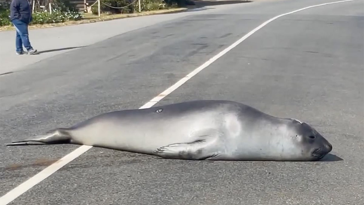 Neil the Seal lounges in the road in Dunalley, Tasmania