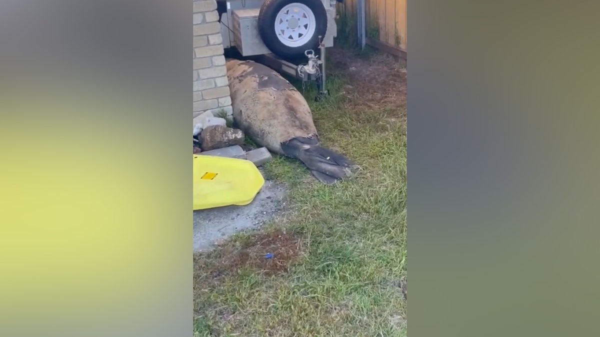 Neil the Seal is caught entering a local woman’s garage