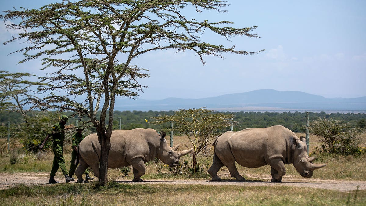 Northern white rhinos