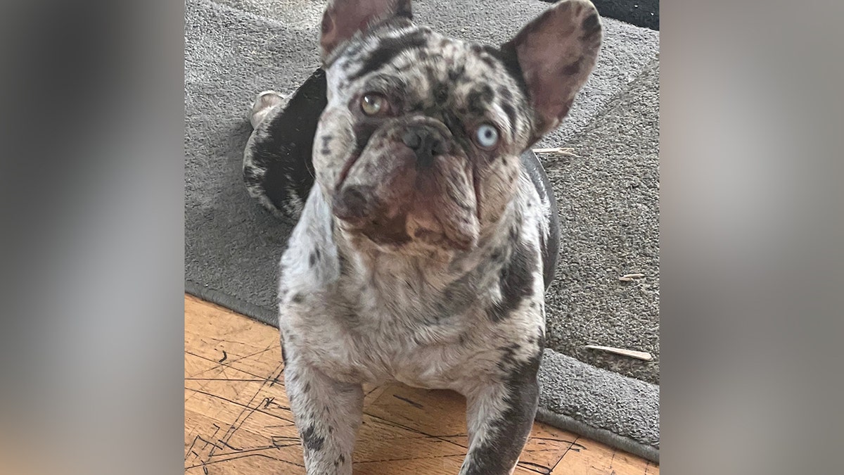 Onyx the French Bulldog