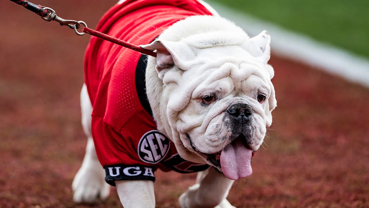 UGA X live mascot