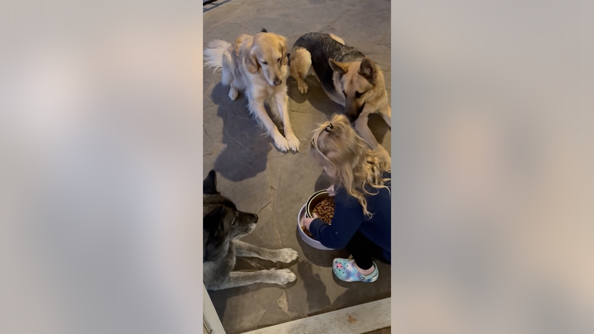 Alora and dogs eating
