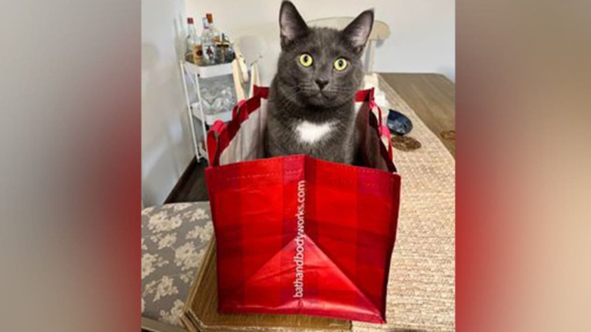 Roo sitting in gift bag