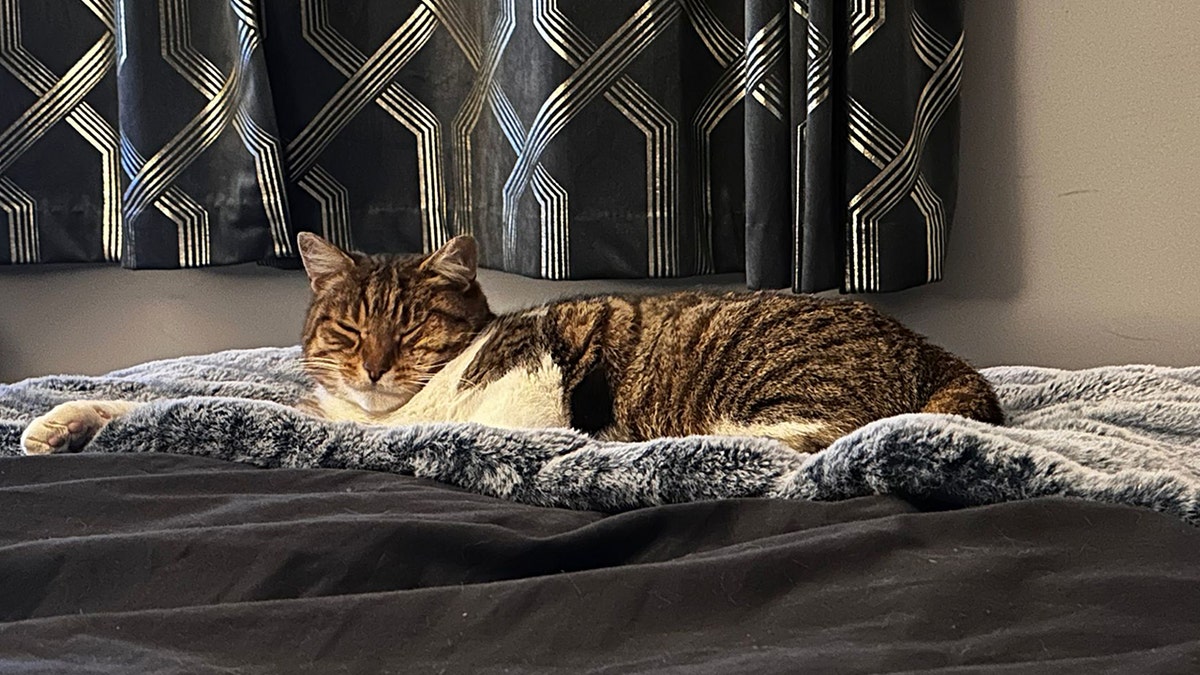 Bengal cat