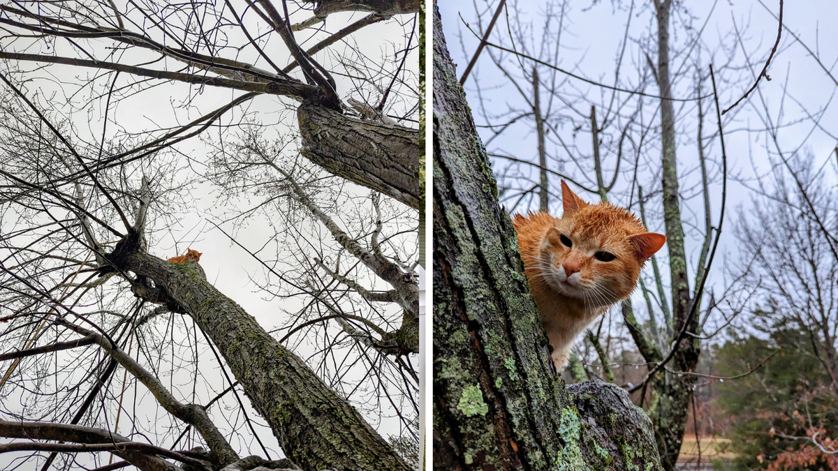 Side-by-side image of orange cat stuck in tree