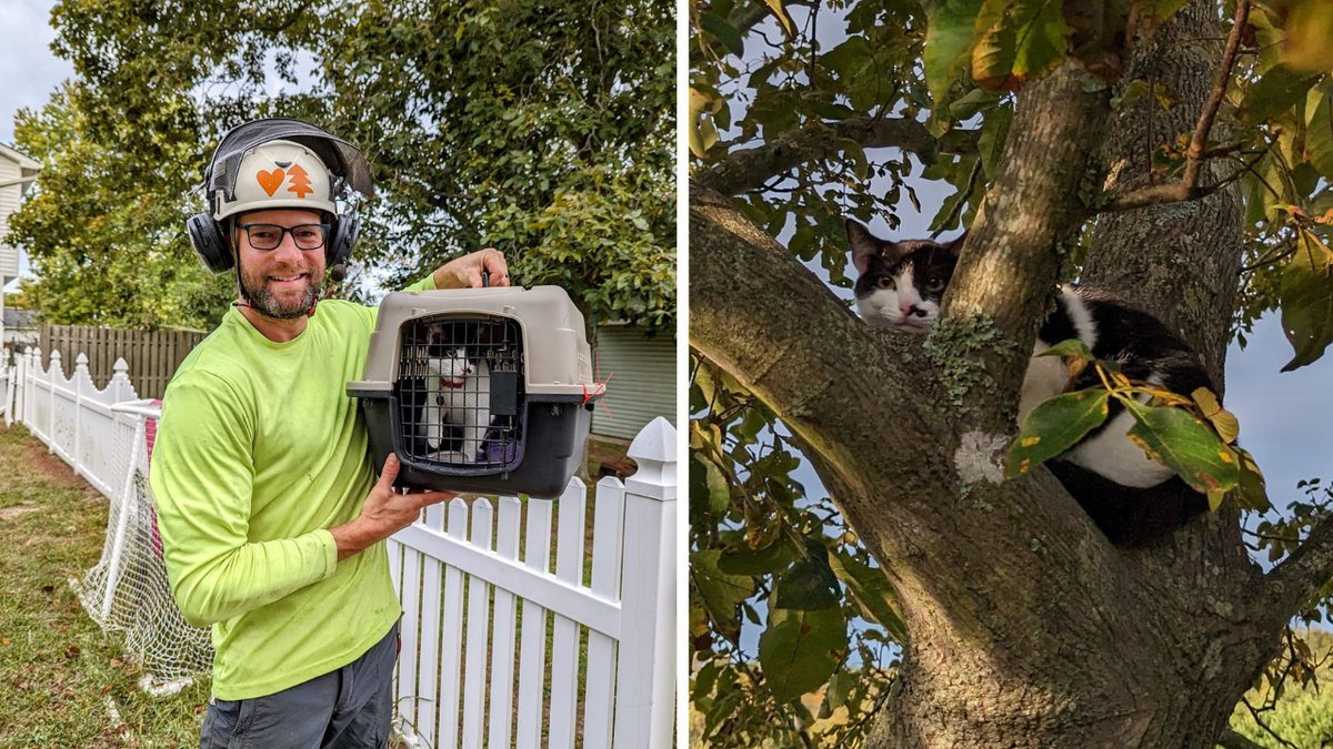 Side-by-side of Steve holding rescued cat and cat stuck in tree