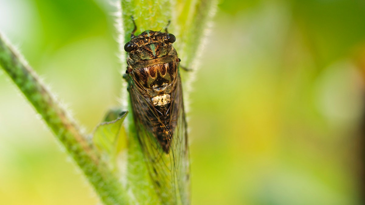 cicada perched on plant