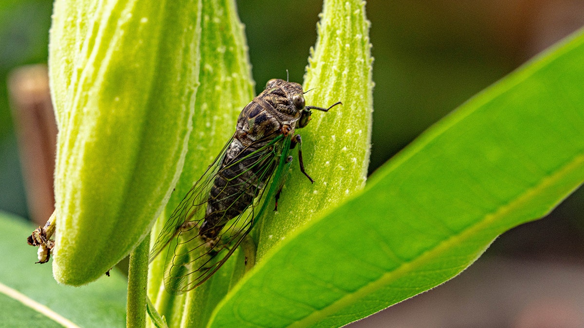 Cicada on a Milkweed