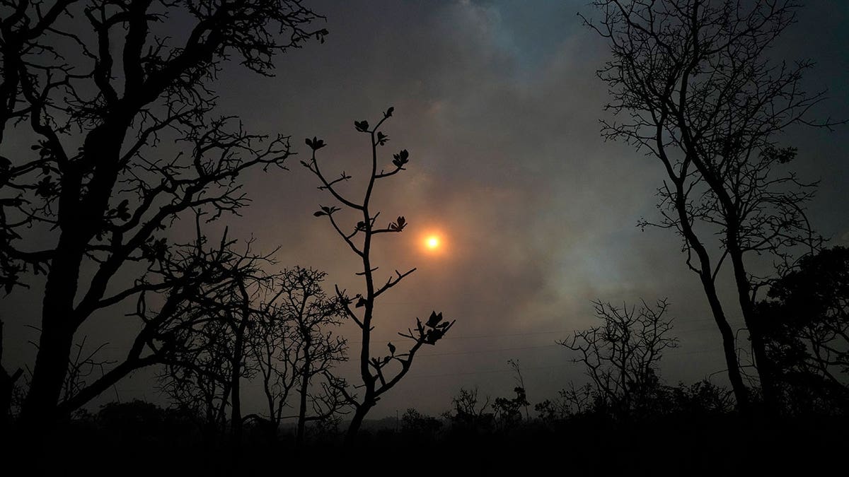 Cerrado Forest