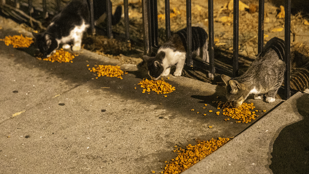 Stray cats eating food in Los Angeles