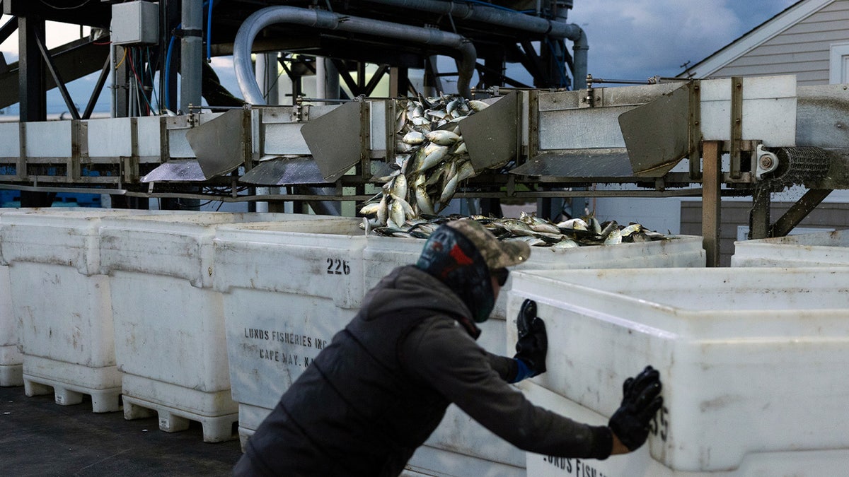 a fisherman pushing boxes of fish