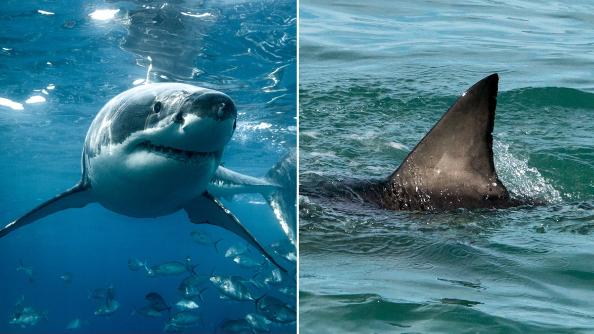 First Ever Sighting Of Newborn Great White Shark Possibly Captured In   Great White Shark Split 