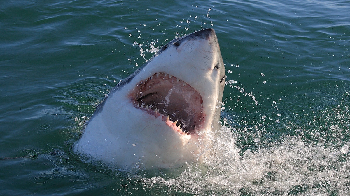 great white shark out of water