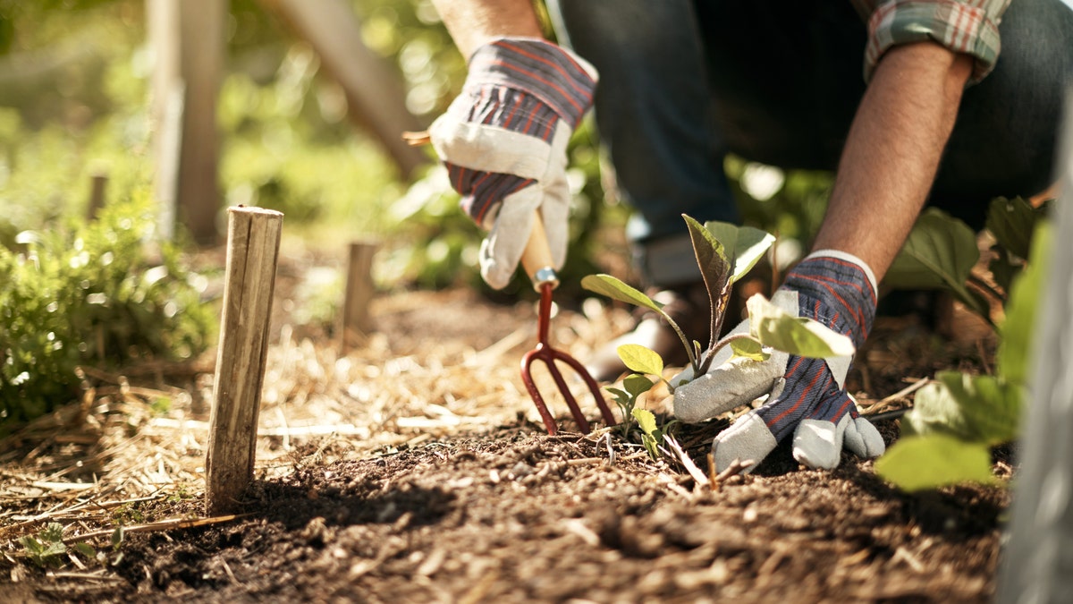 person gardening