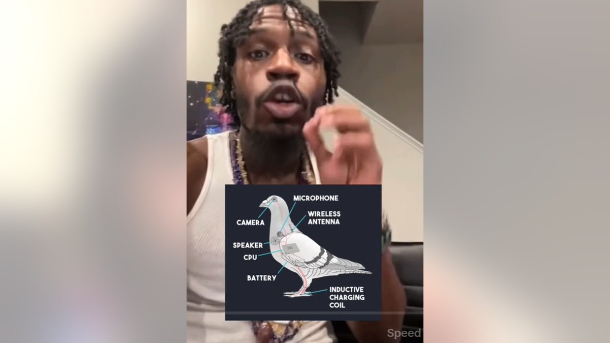 Rashad Jamal appears in a TikTok video about birds being government drones