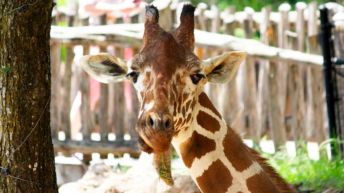 Ferrell, 15-year-old girafee