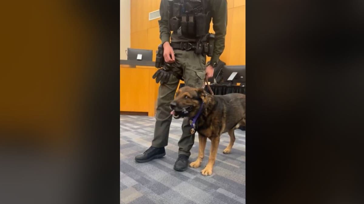 K-9 Jack lleva el Corazón Púrpura