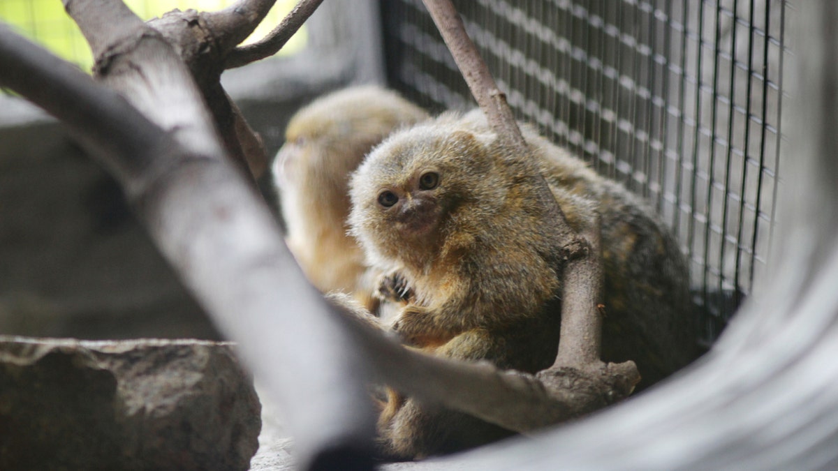 Marmosets