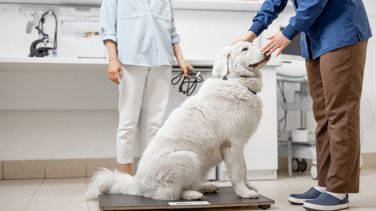 Dog on scale