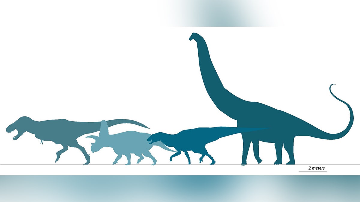 Comparação de tamanho do Tyrannosaurus mcraeensis