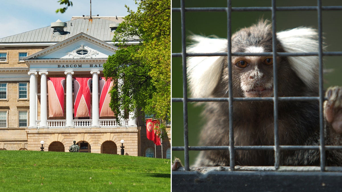 University of Wisconsin - monkey