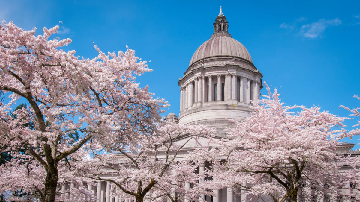 Washington State Capitol Legislative Building and blooming cherry trees in Olympia, Washington.