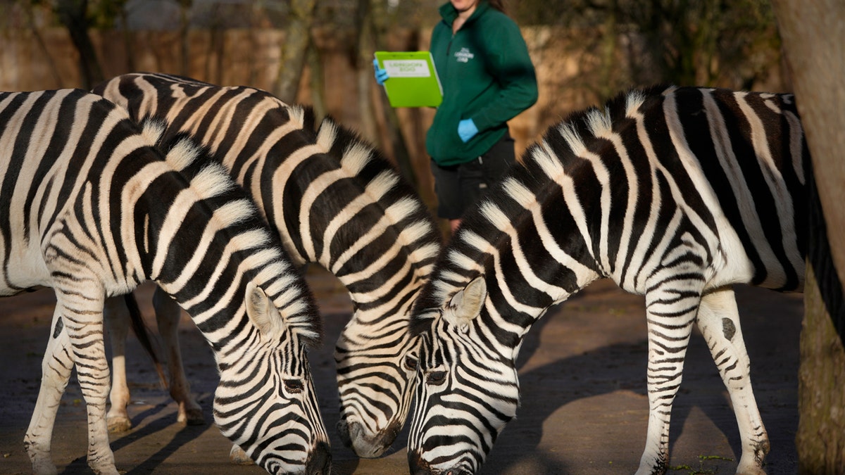 London Zoo conducts annual animal census