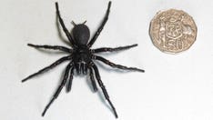 Largest male specimen of world's most venomous spider discovered in Australia