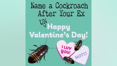 Chicago-area zoo continues Valentine's Day theme of naming cockroaches after exes, loved ones