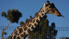 Benito the giraffe embarks on thousand-mile journey to new home in central Mexico