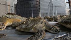 Texas aquarium is rescuing cold-stunned turtles amid historic chilly weather