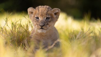 Fort Worth Zoo welcomes 'surprise' lion cub: 'We've been keeping a secret'