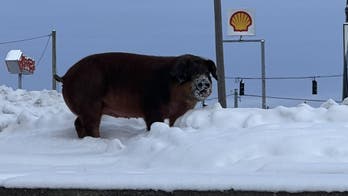 Kentucky police catch loose pig enjoying a snow day: 'Hefty friend'