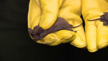 More than 1,000 frozen bats rescued from arctic blast in Houston