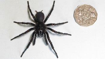 Largest male specimen of world's most venomous spider discovered in Australia