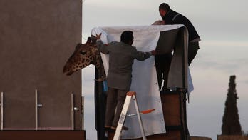 Benito the giraffe arrives at new home in central Mexico, officials say